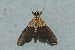 Agrotera basinotata