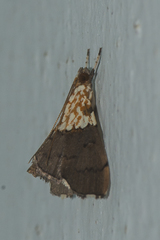 Agrotera basinotata