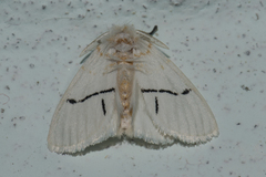 Euproctis albolyclene