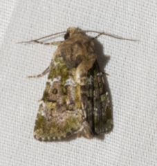 Oligia chlorostigma