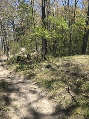 Ptelea trifoliata mollis