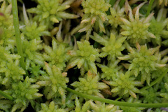 Sphagnum cristatum