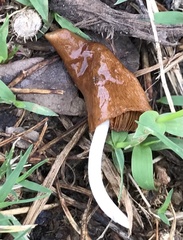 Conocybe deliquescens