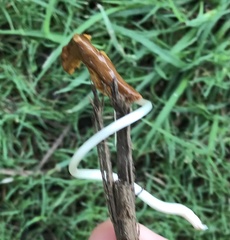 Conocybe deliquescens