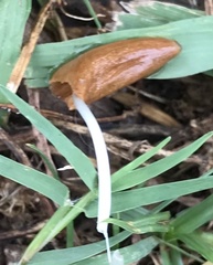 Conocybe deliquescens