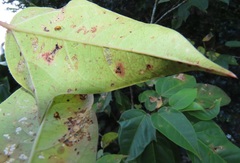 Jatropha integerrima