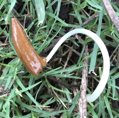 Conocybe deliquescens