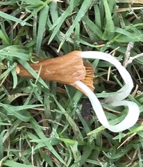 Conocybe deliquescens