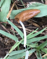 Conocybe deliquescens