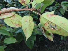 Jatropha integerrima