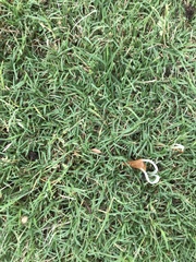 Conocybe deliquescens