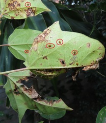 Jatropha integerrima