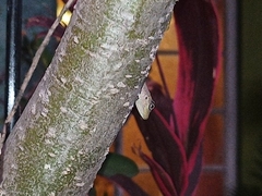 Anolis extremus