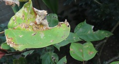 Jatropha integerrima