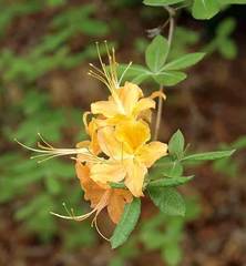 Rhododendron calendulaceum