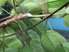Jatropha integerrima