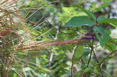 Tillandsia juncea