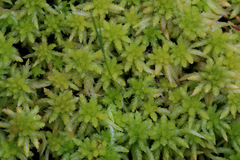 Sphagnum cristatum