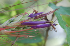Tillandsia juncea