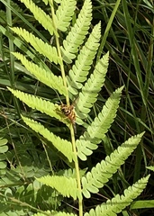 Milesia virginiensis image