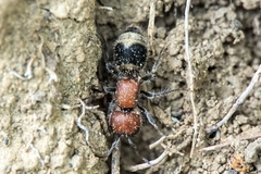 Myrmilla erythrocephala