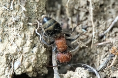 Myrmilla erythrocephala