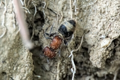 Myrmilla erythrocephala