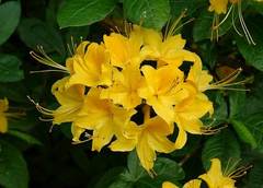 Rhododendron calendulaceum