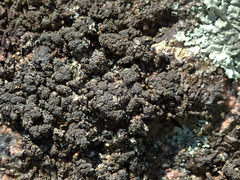 Xanthoparmelia loxodes