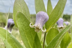 Clematis fremontii