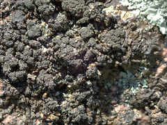 Xanthoparmelia loxodes