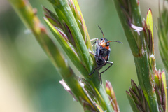Clanoptilus marginellus