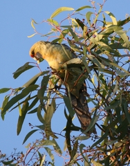 Platycercus elegans flaveolus
