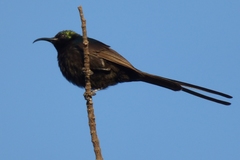 Nectarinia kilimensis