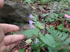 Scutellaria saxatilis