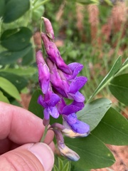 Lathyrus japonicus