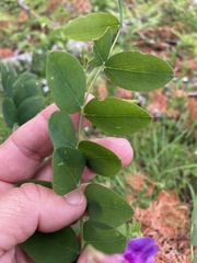 Lathyrus japonicus