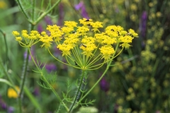 Chaerophyllum coloratum