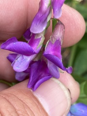 Lathyrus japonicus