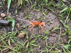 Epilobocera wetherbeei