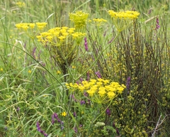Chaerophyllum coloratum