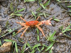 Epilobocera wetherbeei