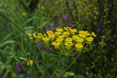 Chaerophyllum coloratum
