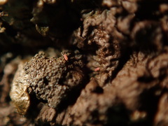 Xanthoparmelia loxodes