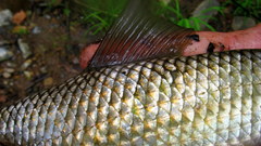 Moxostoma pappillosum