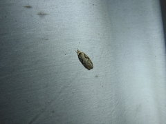 Semioscopis packardella