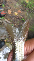 Moxostoma pappillosum