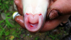 Moxostoma pappillosum