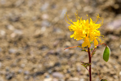 Cleomella platycarpa