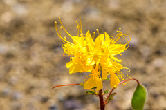 Cleomella platycarpa